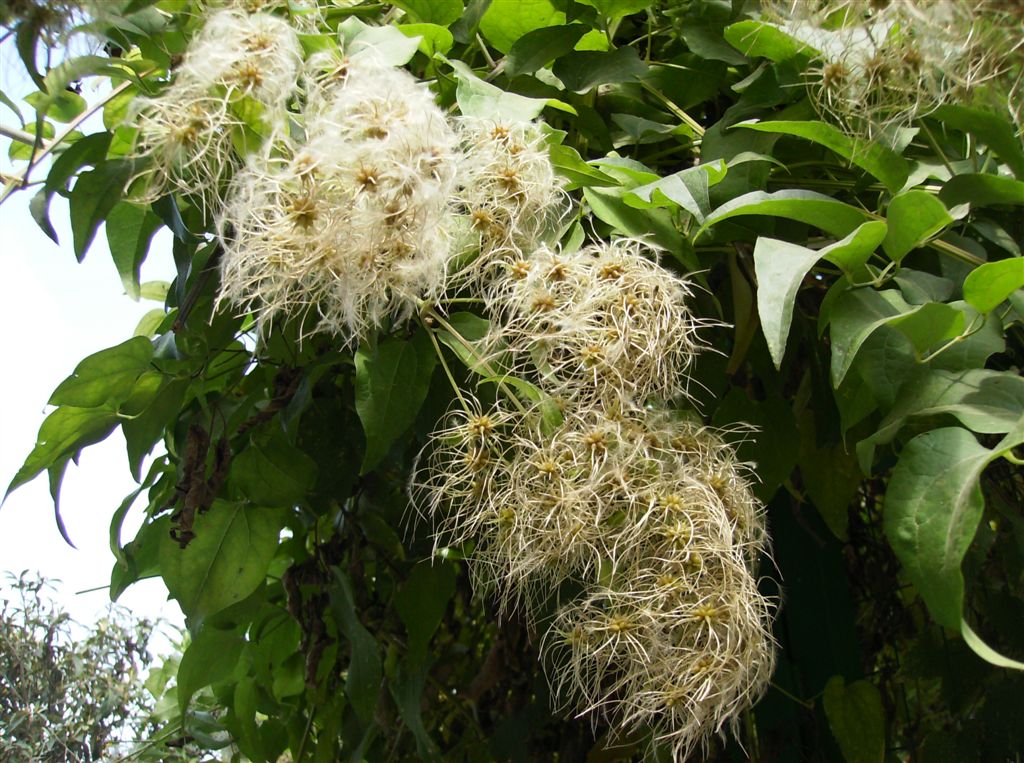 Pianta barbuta - Clematis vitalba